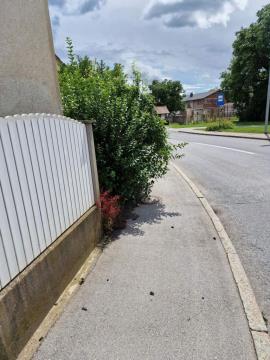 Vegetacija ob cesti-slika 3